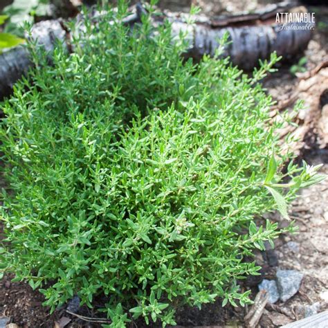Growing Thyme In Gardens And Containers Attainable Sustainable