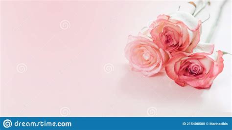 Pink Peach Rose Flowers Isolated On Light Pink Background Stock Photo