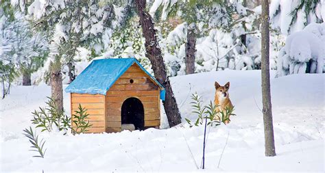 How To Keep Outside Dogs Warm In The Winter Bechewy