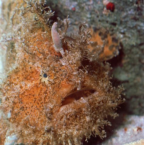 Whiskery Or Split Lure Frogfish Photo Wp11766