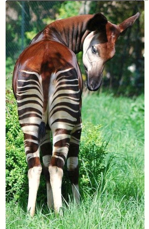 A Pretty Striped Female Okapi Okapia Johnstoni This Unusual Animal