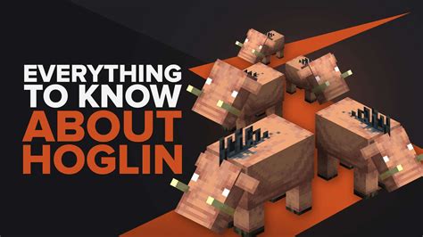 Everything You Need To Know About Hoglins Theglobalgaming