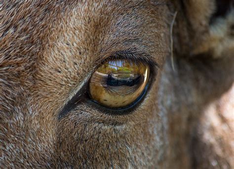 Why Do Animals Have Differently Shaped Pupils In Their Eyes