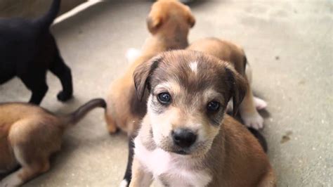 Beaglelabrador Puppies Youtube