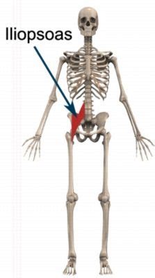 Shortened hip flexors also overstretch the glutes and hamstrings, explains lefkowith. Hip Flexor Strain - Hip Flexor Injury - Iliopsoas Strain ...