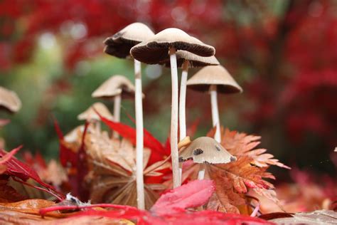 Autumn Fungi Mushroom Pictures Mushroom Fungi Stuffed Mushrooms