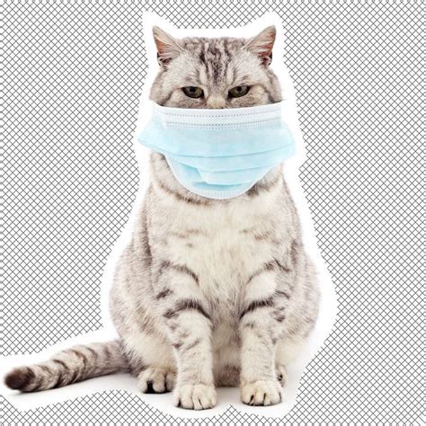 It was first identified in december 2019 in wuhan,. Can Cats Get Coronavirus?