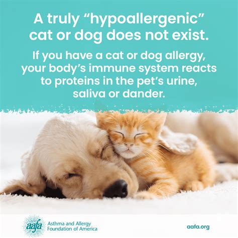 Allergic To Your Pet Learn About Dog And Cat Allergies