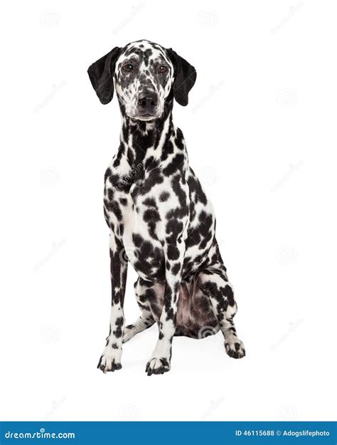 Gorgeous Dalmatian Dog Sitting Stock Photo Image Of Body White 46115688