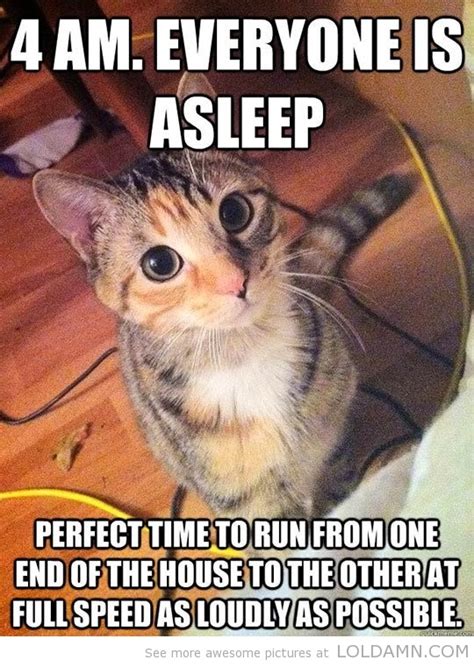 Everyone Is A Sleep Funny Cat Quotes Cat Pictures