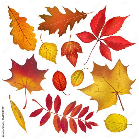 Autumn Colored Leaves Isolated On White Background Collection Vector