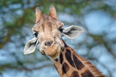 Three Giraffes Electrocuted After Walking Into Power Lines In Kenya