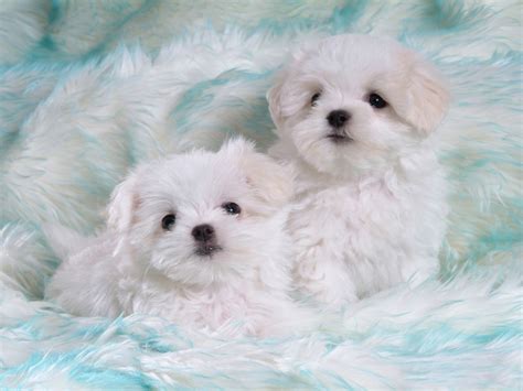 Funny Animals Wallpapers Cute White Puppies