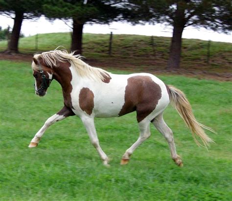 Australian Pony Information, Origin, History, Pictures