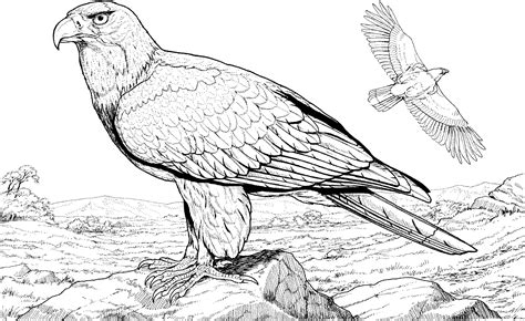 Cartoon eagle coloring pages is one of the png about free bald eagle coloring page png. Eagle coloring pages to download and print for free