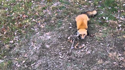 Fox Trapping Dirt Hole Set Youtube