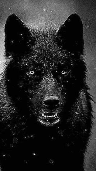 Wallpapers Black Wolf 1080x1920 Wolf Wallpaperspro