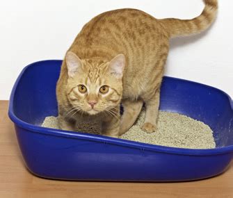 Intestinal blockage may affect either the small or large intestines. Constipation in Cats Can Be Serious. Learn How to Deal With It