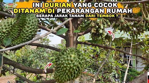 Durian Di Depan Rumah 2 5 Tahun Berbuah Jenis Apa Yang Cocok Jarak
