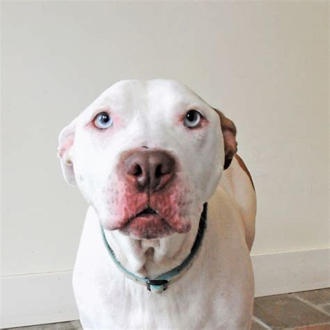 When owners are no longer able to care for their pets, we offer an alternative to taking them to a shelter or leaving. Olivia - Homeward Bound: Addison County's Humane Society