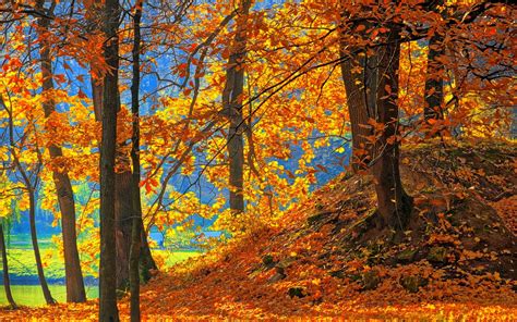 Forest Trees Red Leaves Ground Autumn Wallpaper Nature And