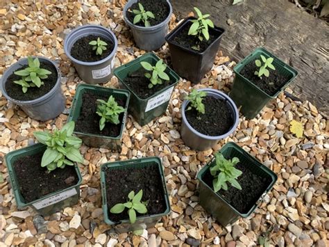 Snapdragon Seedlings Grown From Seed Earlier This Year Grows On You