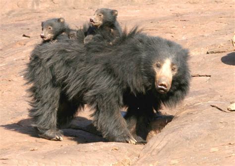 17 Surprising Sloth Bear Facts Unmasking The Mystery