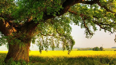 In The Shade Of A Mighty Oak Tree Wallpaper Nature And Landscape