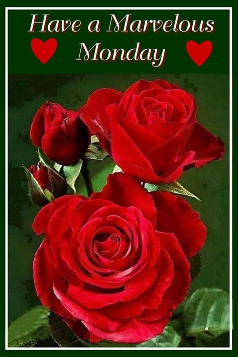 Everyone gets monday blues after a relaxing weekend! Red Rose Marvelous Monday Pictures, Photos, and Images for ...