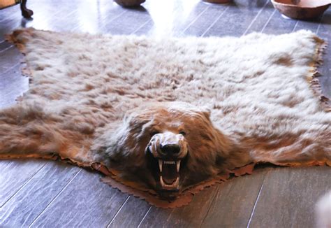 It for country home design fake fur polar bear rug size that there are offered in the rug with head faux bear rug with some classic white area rug buffalo hides caribou. Bear Head Rug Fake - Rugs Ideas