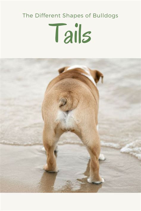 Bulldog Tails Check It Out Now Bulldogs