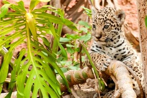 Demetrio aguilera malta, en cambio, fue más que nada un novelista costumbrista aunque también muy multifacético. Juegos Tradicionales De La Costa Sierra Amazonía Y ...