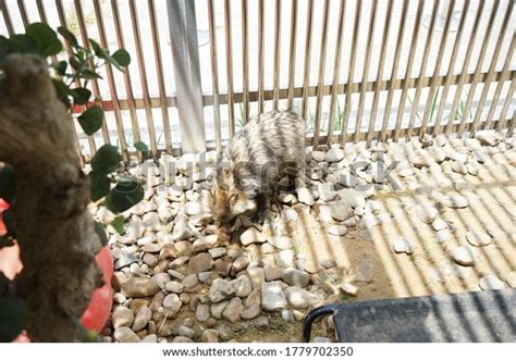 Globally Endangered Species Korean Racoon Dog Stock Photo 1779702350
