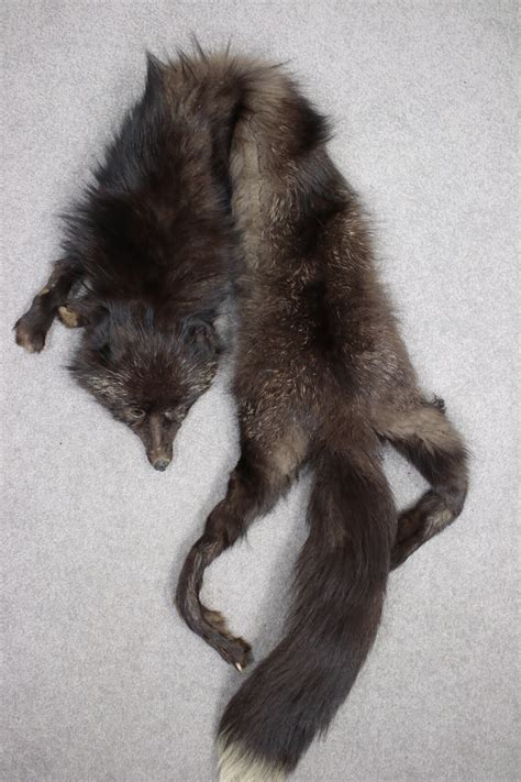 1940s silver fox taxidermy stole vintage fox fur real fox etsy
