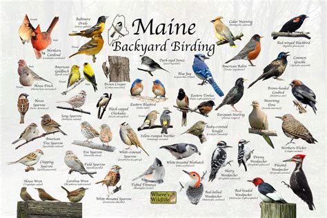 Maine Backyard Birding Is A Fun And Educational Poster Proving Photo