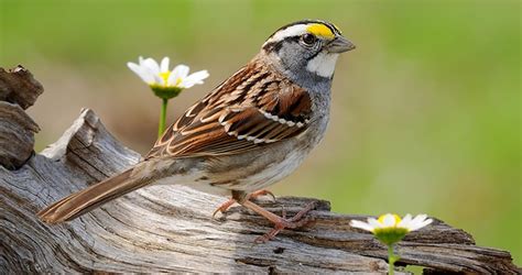 White Throated Sparrow Sounds All About Birds Cornell