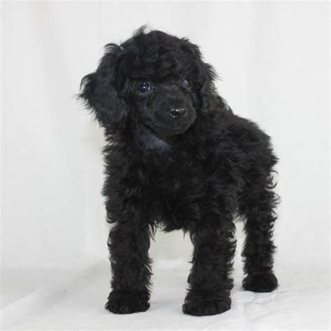Black Poodles And Black Poodle Puppies For Sale