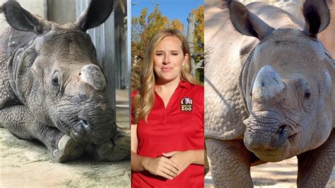 How Denver Zoo Got Its Greater One Horned Rhino Pregnant Youtube