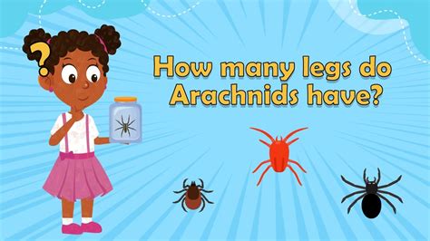 How Many Legs Do Arachnids Have Arachnid Facts For Kids Arachnid