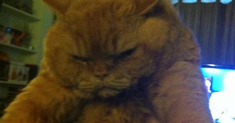 Meet Mr Nacho The Grumpiest Of Grumpy Cats Imgur