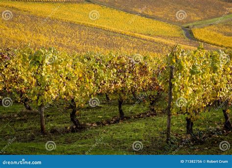 Autumn Vineyards Willamette Valley Oregon Stock Photo Image Of