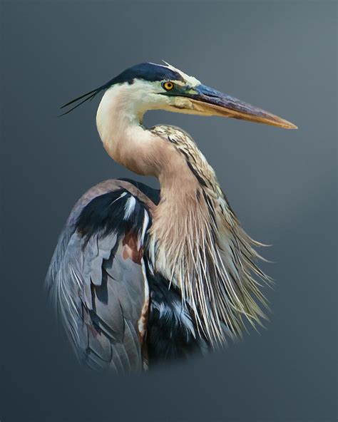 Great Blue Heron In Profile Photograph By Delores Knowles Pixels