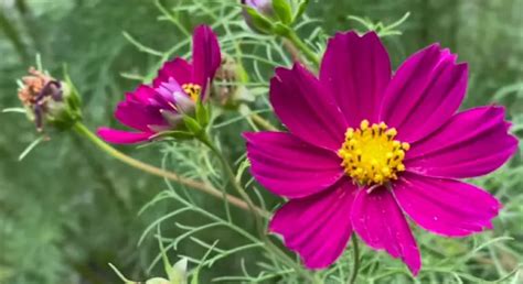 Is It Too Late To Sow Cosmos Seeds Tips For Late Bloomers Gardening Flow