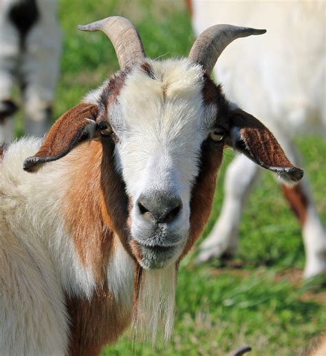 Types Of Goats With Horns