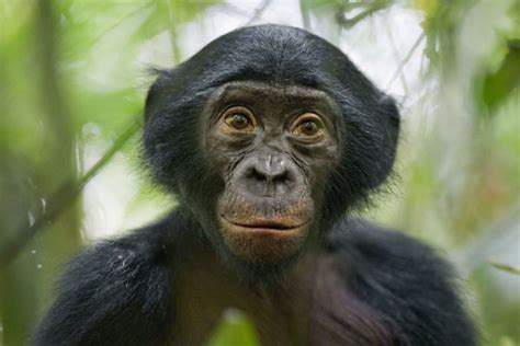 Während die meisten anbieter das foto direkt auf das plexiglas drucken, wählt gallery color bewusst eine. Insel Mainau. Bonobo Bild echter Foto-Abzug hinter ...