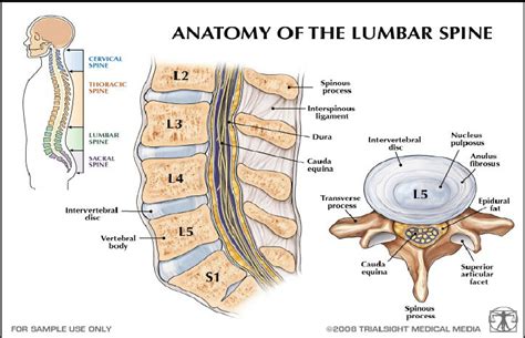 Anatomy Of The Spine With View Of The Disk From “anatomy Of The Lumbar