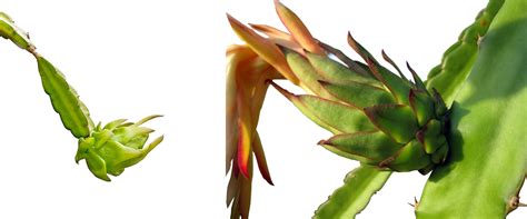 Full guide on cactus propagation from pups seeds cuttings. Dragon Fruit