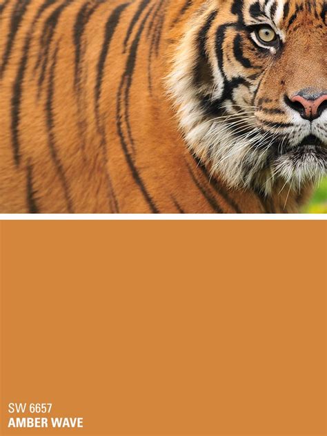 With paintperks, you'll always be the first to. Sherwin-Williams orange paint color - Amber Wave (SW 6657 ...