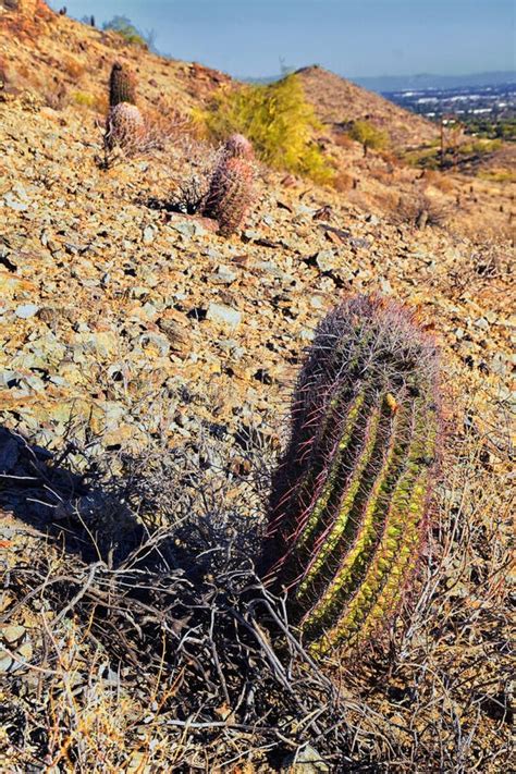 Barrel Cactus Ferocactus Wislizeni Cactaceae Also Known As Arizona