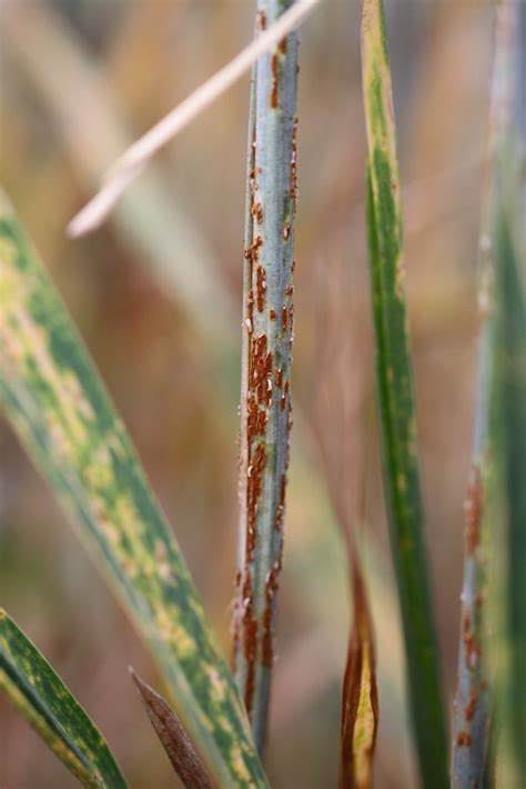Ug99 Stem Rust On Wheat Wheat Showing Symptoms Of Stem Rus Flickr
